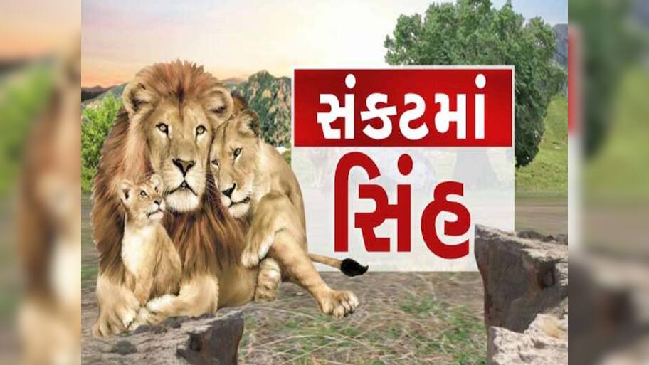 ગુજરાત વિધાનસભામાં સિંહોના મોતનો મુદ્દો ગાજ્યો! જાણો છેલ્લા 2 વર્ષમાં કેટલા સિંહોના મોત થયા?
