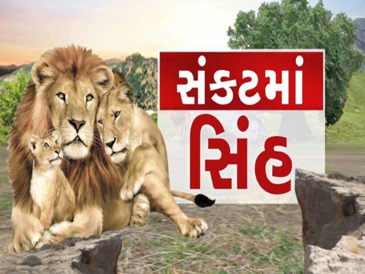 ગુજરાત વિધાનસભામાં સિંહોના મોતનો મુદ્દો ગાજ્યો! જાણો છેલ્લા 2 વર્ષમાં કેટલા સિંહોના મોત થયા? ગુજરાત વિધાનસભામાં સિંહોના મોતનો મુદ્દો ગાજ્યો! જાણો છેલ્લા 2 વર્ષમાં કેટલા સિંહોના મોત થયા?