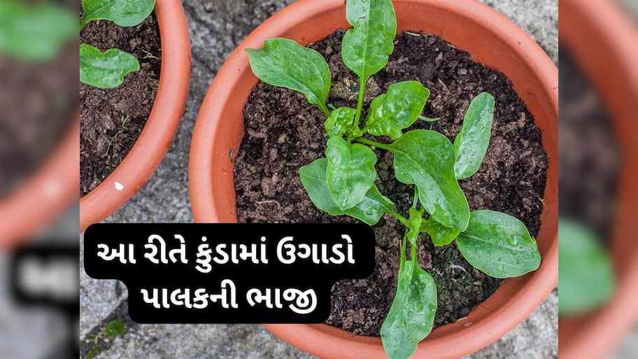 Gardening Tips: ઘરે કુંડામાં ઉગાડો ઓર્ગેનિક પાલક, માટીમાં આ વસ્તુ એડ કરશો તો બમણી ઝડપથી ઉગશે ભાજી