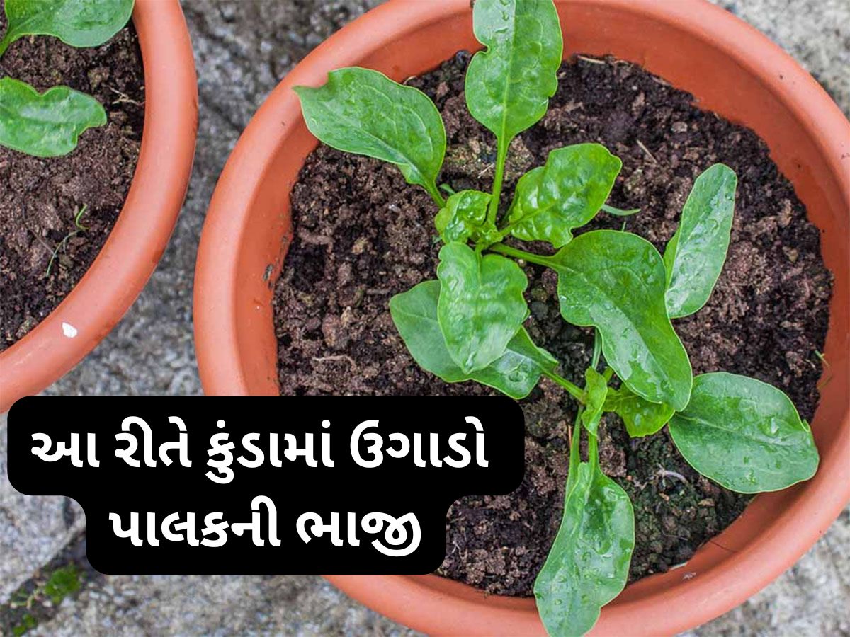 Gardening Tips: ઘરે કુંડામાં ઉગાડો ઓર્ગેનિક પાલક, માટીમાં આ વસ્તુ એડ કરશો તો બમણી ઝડપથી ઉગશે ભાજી Gardening Tips: ઘરે કુંડામાં ઉગાડો ઓર્ગેનિક પાલક, માટીમાં આ વસ્તુ એડ કરશો તો બમણી ઝડપથી ઉગશે ભાજી