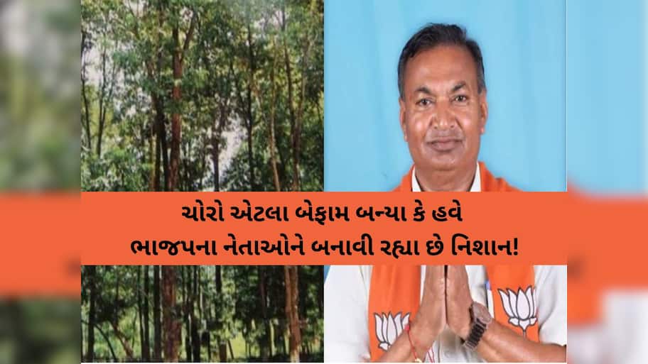 ખેરાલુમાં ભાજપના પૂર્વ ધારાસભ્યના ખેતરમાં ચોરી! ચંદનના બે વૃક્ષોની ચોરી, સમગ્ર પંથકમાં ચિંતાનું મોજું