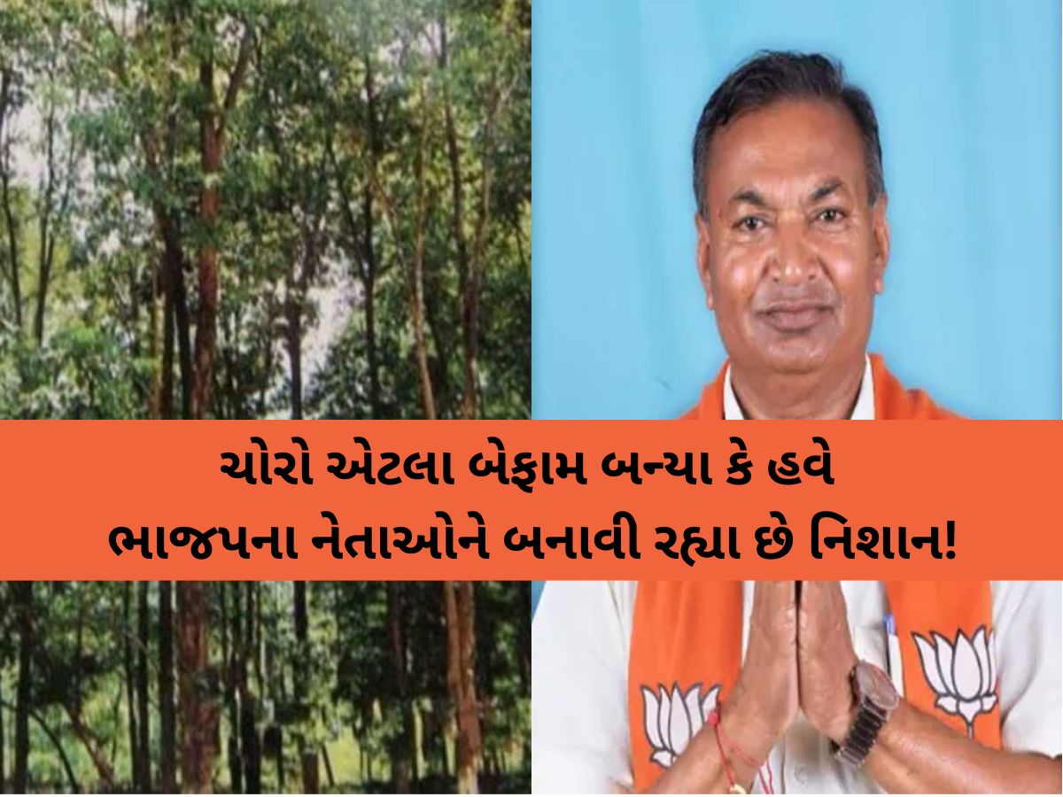 ખેરાલુમાં ભાજપના પૂર્વ ધારાસભ્યના ખેતરમાં ચોરી! ચંદનના બે વૃક્ષોની ચોરી, સમગ્ર પંથકમાં ચિંતાનું મોજું ખેરાલુમાં ભાજપના પૂર્વ ધારાસભ્યના ખેતરમાં ચોરી! ચંદનના બે વૃક્ષોની ચોરી, સમગ્ર પંથકમાં ચિંતાનું મોજું