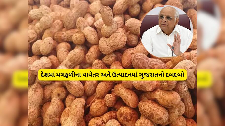 મગફળીના ઉત્પાદનમાં ગુજરાત રચશે ઈતિહાસ, સૌથી વધુ 22 લાખ હેક્ટર વિસ્તારમાં થયું વાવેતર