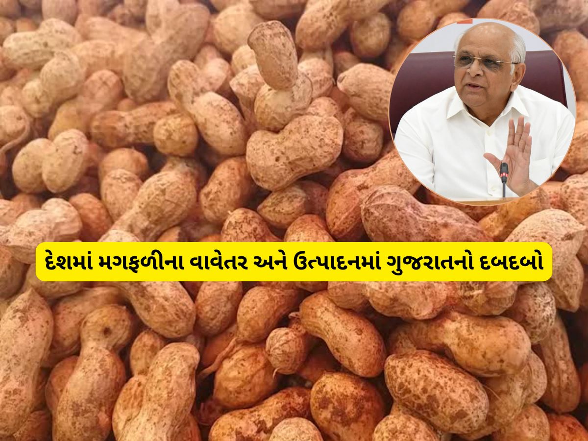 મગફળીના ઉત્પાદનમાં ગુજરાત રચશે ઈતિહાસ, સૌથી વધુ 22 લાખ હેક્ટર વિસ્તારમાં થયું વાવેતર મગફળીના ઉત્પાદનમાં ગુજરાત રચશે ઈતિહાસ, સૌથી વધુ 22 લાખ હેક્ટર વિસ્તારમાં થયું વાવેતર