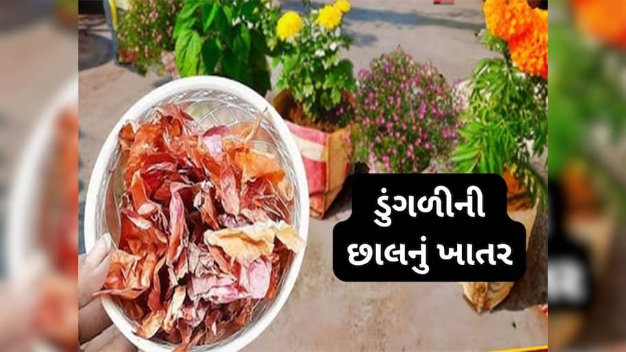 Gardening Tips: ફુલ-છોડની માટીમાં ડુંગળીના ફોતરા ખાતર તરીકે નાખવાથી થતા લાભ વિશે જાણો