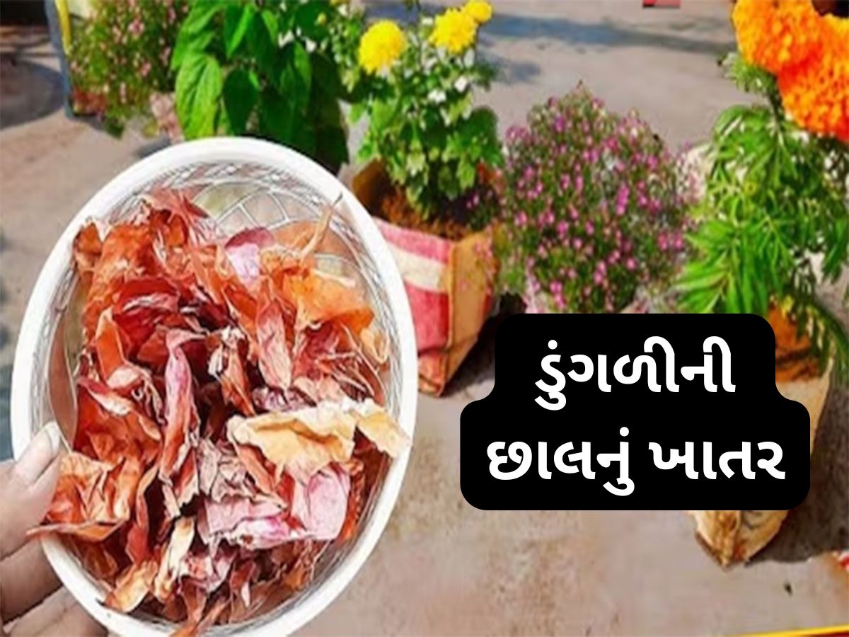 Gardening Tips: ફુલ-છોડની માટીમાં ડુંગળીના ફોતરા ખાતર તરીકે નાખવાથી થતા લાભ વિશે જાણો Gardening Tips: ફુલ-છોડની માટીમાં ડુંગળીના ફોતરા ખાતર તરીકે નાખવાથી થતા લાભ વિશે જાણો