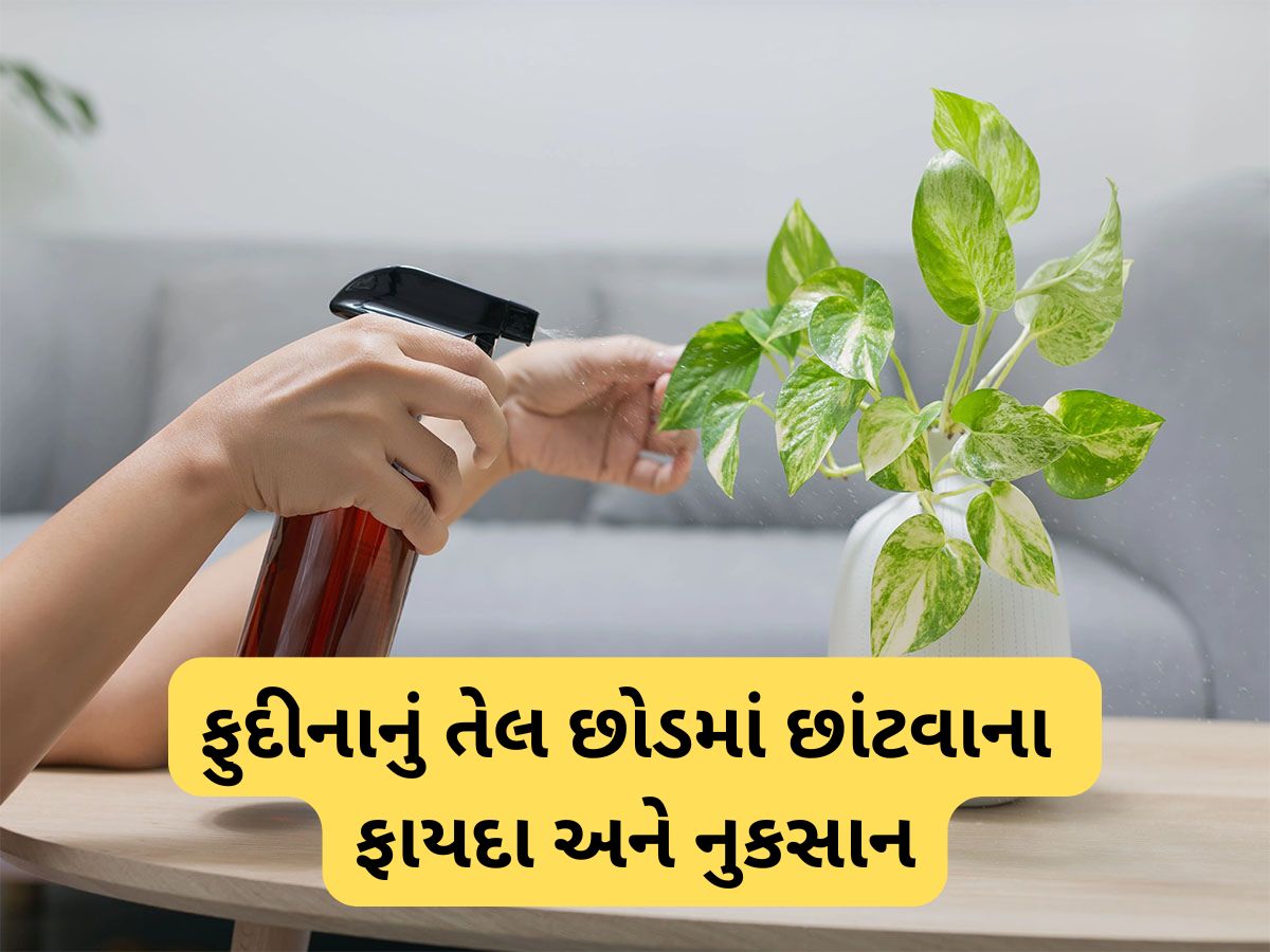 Peppermint Oil: છોડની માટીમાં ફુદીનાનું તેલ નાખવાથી થતા લાભ વિશે જાણો Peppermint Oil: છોડની માટીમાં ફુદીનાનું તેલ નાખવાથી થતા લાભ વિશે જાણો