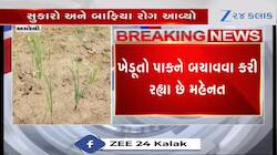 અમરેલીના ડુંગળી પકવતા ખેડૂતો પર મોટી મુસીબત આવી, જુઓ Video 