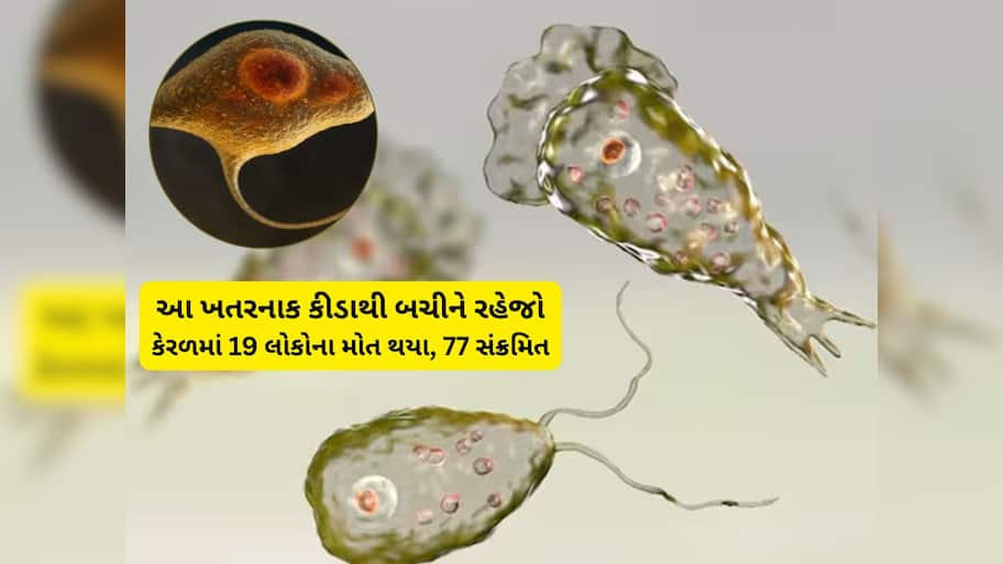 દેશમાં નવી મહામારીનું એલર્ટ, એક કીડાને કારણે કેરળમાં 17 ના મોત થયા