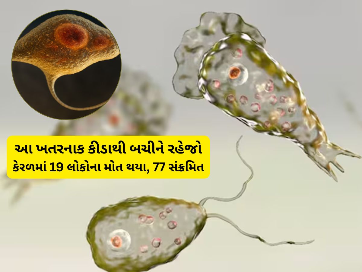 દેશમાં નવી મહામારીનું એલર્ટ, એક કીડાને કારણે કેરળમાં 17 ના મોત થયા દેશમાં નવી મહામારીનું એલર્ટ, એક કીડાને કારણે કેરળમાં 17 ના મોત થયા