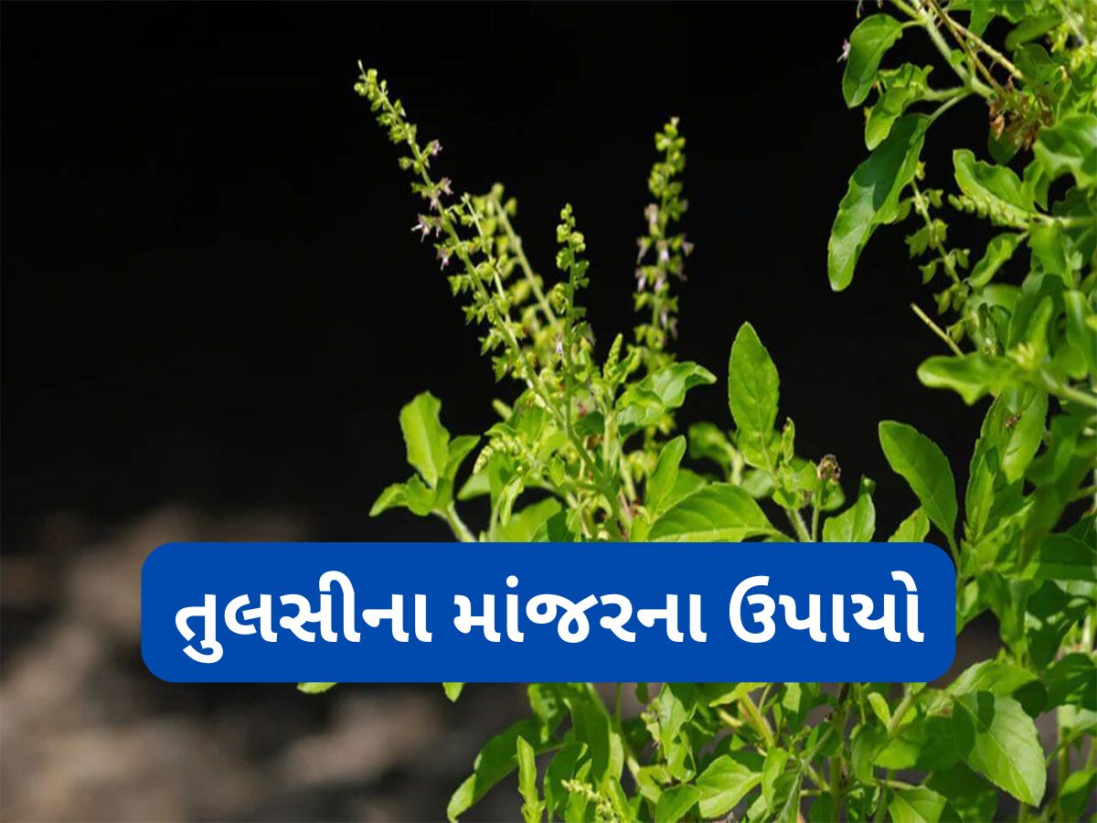 Guruwar Upay: આ ઉપાયોમાંથી એક ઉપાય પણ ગુરુવારે કરી લીધો તો ધન્ય થઈ જશો, ઘરમાં ધનની ખામી ક્યારેય નહીં સર્જાય Guruwar Upay: આ ઉપાયોમાંથી એક ઉપાય પણ ગુરુવારે કરી લીધો તો ધન્ય થઈ જશો, ઘરમાં ધનની ખામી ક્યારેય નહીં સર્જાય