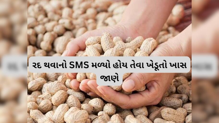 મગફળીનું રજીસ્ટ્રેશન રદ્દ થયું હોય તેવા ખેડૂતો માટે મોટા સમાચાર, કૃષિ વિભાગે કરી સ્પષ્ટતા