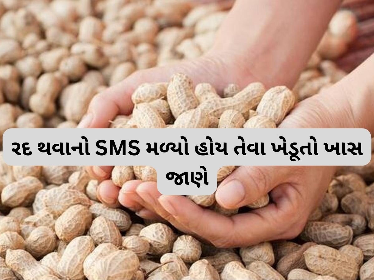 મગફળીનું રજીસ્ટ્રેશન રદ્દ થયું હોય તેવા ખેડૂતો માટે મોટા સમાચાર, કૃષિ વિભાગે કરી સ્પષ્ટતા મગફળીનું રજીસ્ટ્રેશન રદ્દ થયું હોય તેવા ખેડૂતો માટે મોટા સમાચાર, કૃષિ વિભાગે કરી સ્પષ્ટતા