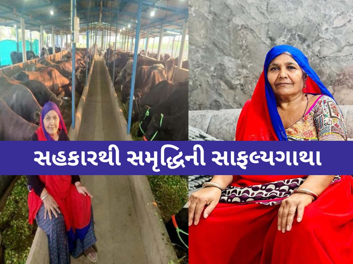 બનાસકાંઠાના માનીબેને 2024-25માં 1.94 કરોડનું દૂધ વેચ્યું, આ વર્ષે પણ 3 કરોડનું દૂધ વેચવાનું લક્ષ્યાંક બનાસકાંઠાના માનીબેને 2024-25માં 1.94 કરોડનું દૂધ વેચ્યું, આ વર્ષે પણ 3 કરોડનું દૂધ વેચવાનું લક્ષ્યાંક