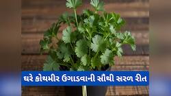 Gardening Tips: આ ટ્રીકથી ઘરે ઉગાડો લીલા ધાણા, બારેમાસ ખાવા મળશે ઓર્ગેનીક કોથમીર