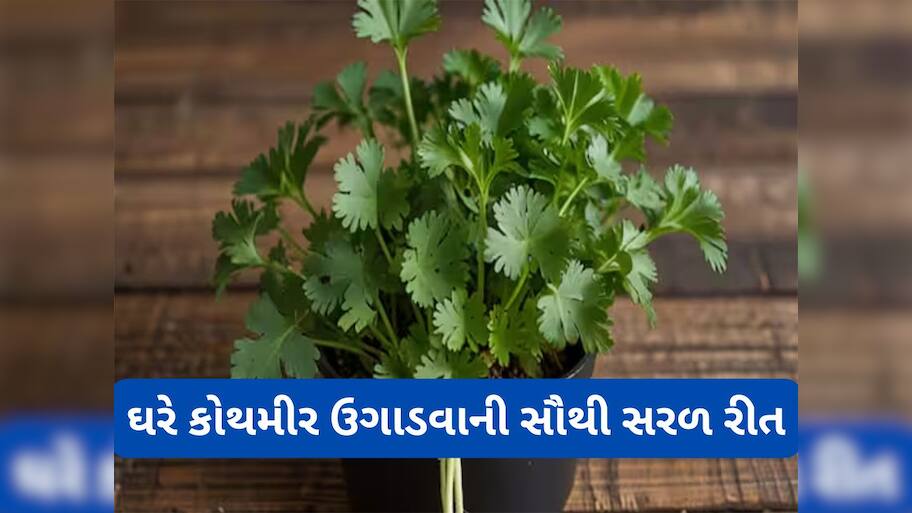 Gardening Tips: આ ટ્રીકથી ઘરે ઉગાડો લીલા ધાણા, બારેમાસ ખાવા મળશે ફ્રેશ ઓર્ગેનીક કોથમીર