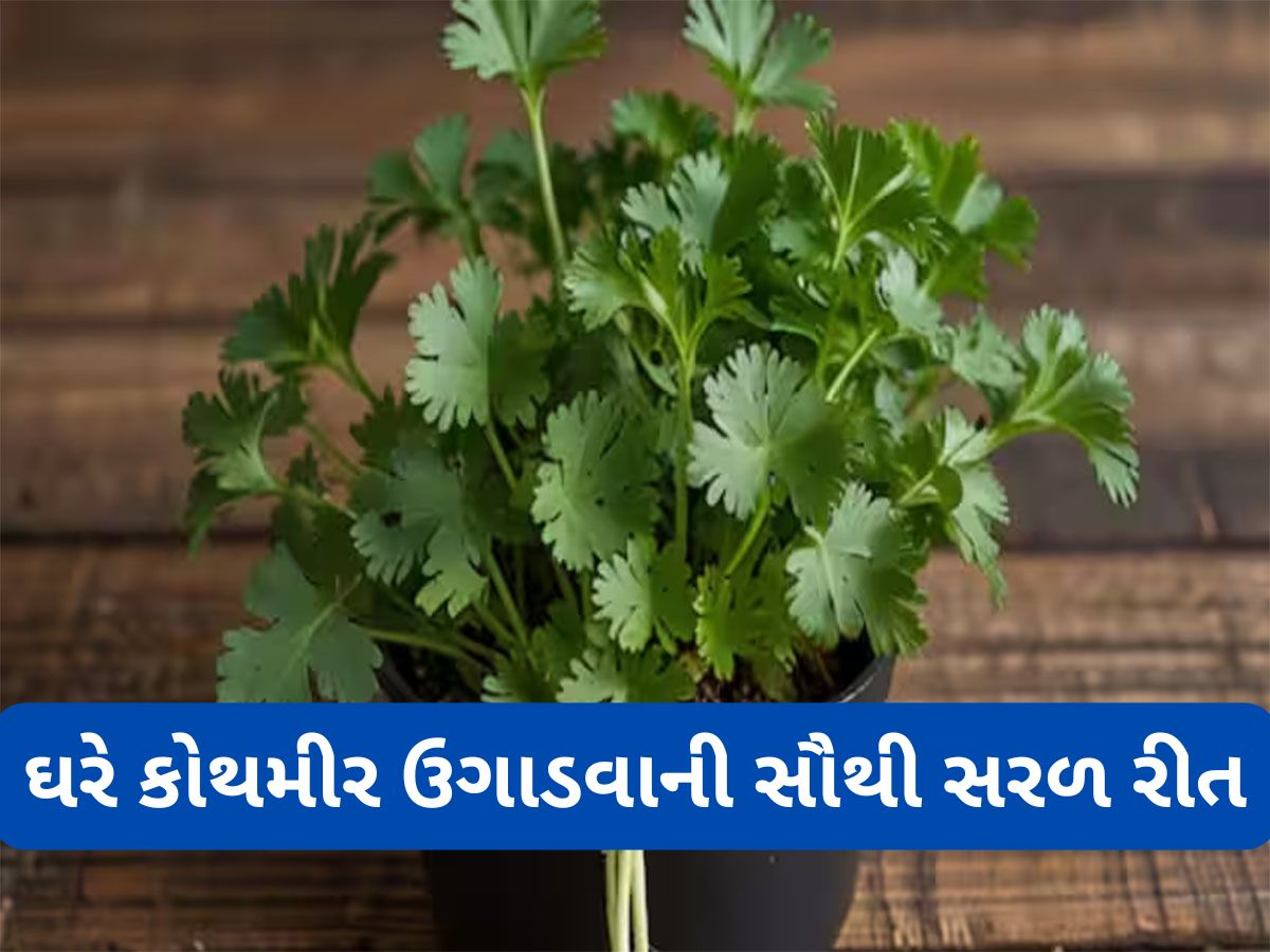 Gardening Tips: આ ટ્રીકથી ઘરે ઉગાડો લીલા ધાણા, બારેમાસ ખાવા મળશે ફ્રેશ ઓર્ગેનીક કોથમીર Gardening Tips: આ ટ્રીકથી ઘરે ઉગાડો લીલા ધાણા, બારેમાસ ખાવા મળશે ફ્રેશ ઓર્ગેનીક કોથમીર
