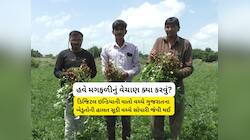 રાત-દિવસ જોયા વગર પરસેવો પાડીને ખેતરમાં મગફળી તૈયાર કરી, અને રજિસ્ટ્રેશન કેન્સલ થયું