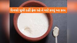 Curd: 2 જ દિવસમાં દહીં વાસી લાગવા લાગે છે ? તો હવે દહીં જમાવો ત્યારે આ 4 કામ કરજો