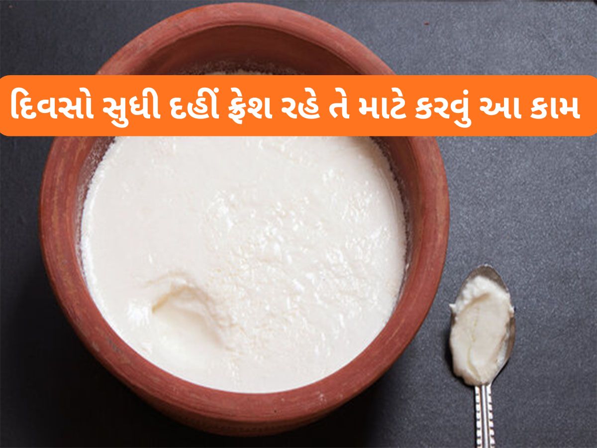 Curd: 2 જ દિવસમાં દહીં વાસી લાગવા લાગે છે ? તો હવે દહીં જમાવો ત્યારે આ 4 કામ કરજો, દિવસો સુધી દહીં ફ્રેશ રહેશે Curd: 2 જ દિવસમાં દહીં વાસી લાગવા લાગે છે ? તો હવે દહીં જમાવો ત્યારે આ 4 કામ કરજો, દિવસો સુધી દહીં ફ્રેશ રહેશે