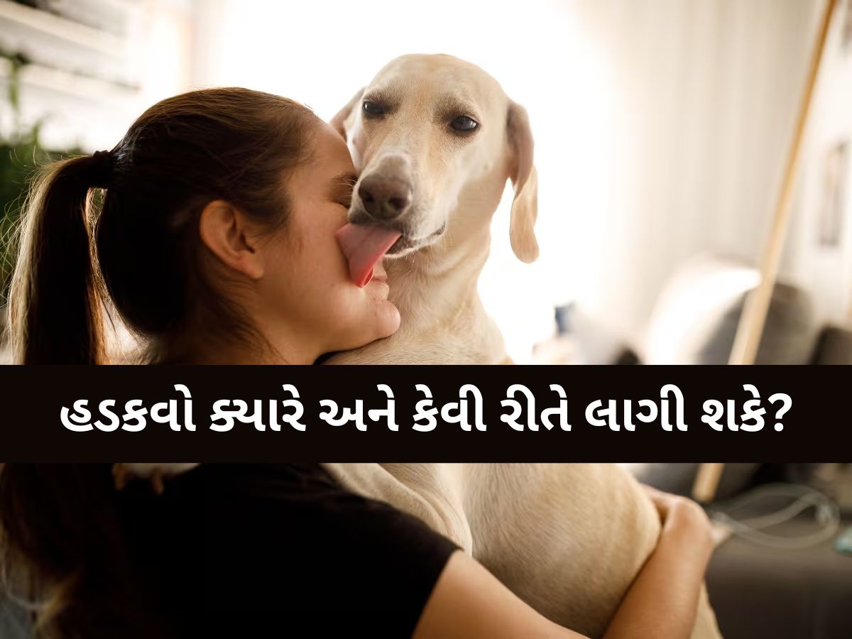 કૂતરાનો નખ વાગવાથી શું હડકવા થાય કે કેમ? જાણી લેજો ડૉક્ટરનું મહત્વપૂર્ણ નિવેદન કૂતરાનો નખ વાગવાથી શું હડકવા થાય કે કેમ? જાણી લેજો ડૉક્ટરનું મહત્વપૂર્ણ નિવેદન