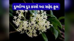 ઘરના ઈશાન ખૂણામાં લગાવી દો આ સફેદ ફૂલનો છોડ, દુર્ભાગ્ય થશે દુર, ખુલશે પ્રગતિના રસ્તા