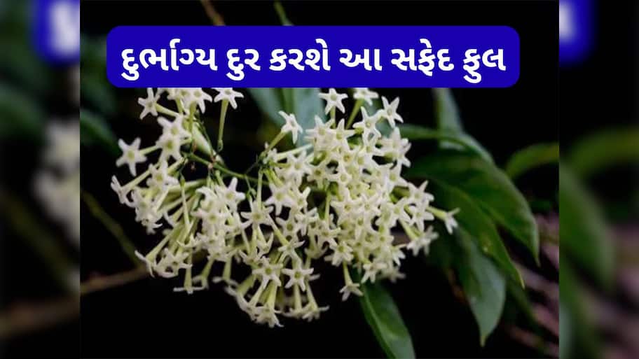 Vastu For Money: ઘરના ઈશાન ખૂણામાં લગાવી દો આ સફેદ ફૂલનો છોડ, દુર્ભાગ્ય થશે દુર, ખુલી જશે પ્રગતિના રસ્તા