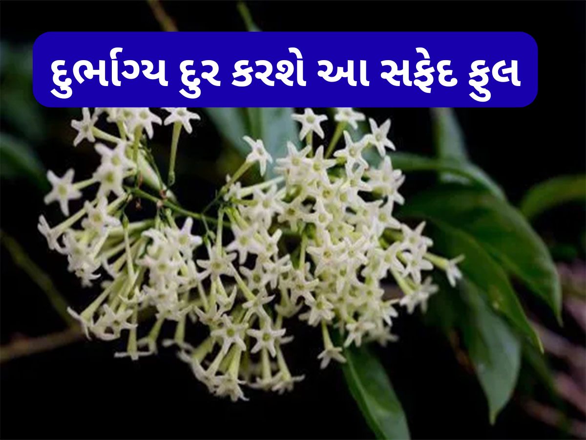 Vastu For Money: ઘરના ઈશાન ખૂણામાં લગાવી દો આ સફેદ ફૂલનો છોડ, દુર્ભાગ્ય થશે દુર, ખુલી જશે પ્રગતિના રસ્તા Vastu For Money: ઘરના ઈશાન ખૂણામાં લગાવી દો આ સફેદ ફૂલનો છોડ, દુર્ભાગ્ય થશે દુર, ખુલી જશે પ્રગતિના રસ્તા