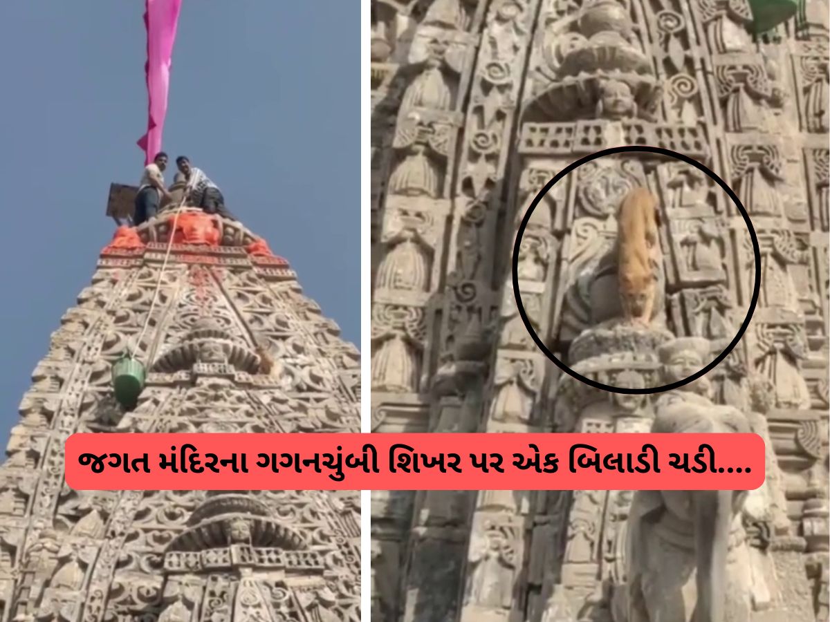 દ્વારકાના જગત મંદિર પર અદ્ભુત ઘટના બની! ગગનચુંબી શિખર પર બિલાડી ચઢી ગઈ, કોઈ મોટા સંકેતનો ઈશારો? દ્વારકાના જગત મંદિર પર અદ્ભુત ઘટના બની! ગગનચુંબી શિખર પર બિલાડી ચઢી ગઈ, કોઈ મોટા સંકેતનો ઈશારો?
