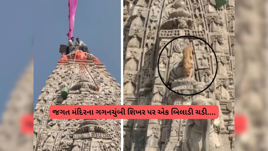 દ્વારકાના જગત મંદિર પર અદ્ભુત ઘટના બની! ગગનચુંબી શિખર પર બિલાડી ચઢી ગઈ, કોઈ મોટા સંકેતનો ઈશારો?