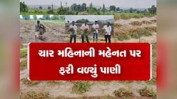 પાછોતરા વરસાદથી ખેડૂતો બન્યા બેહાલ, મગફળી-કપાસના પાકને ભારે નુકસાન