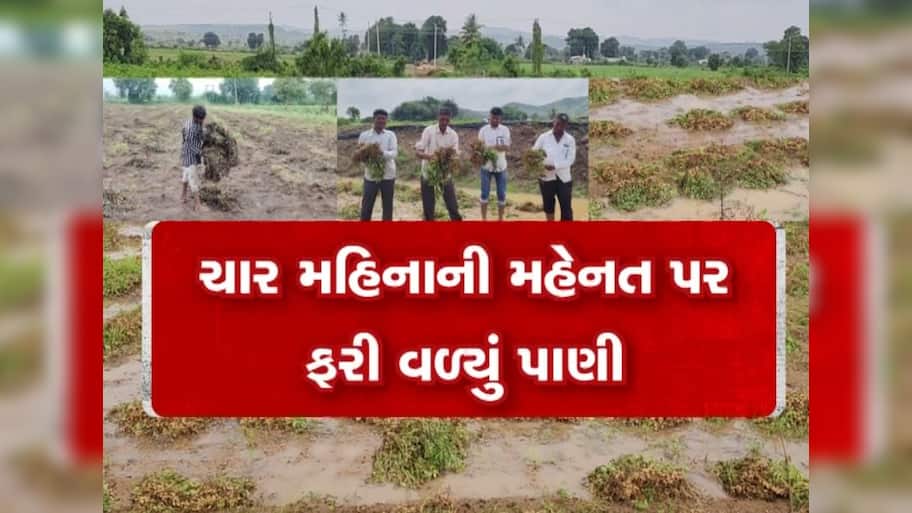  પાછોતરા વરસાદથી ખેડૂતો બન્યા બેહાલ, મગફળી-કપાસના પાકને ભારે નુકસાન