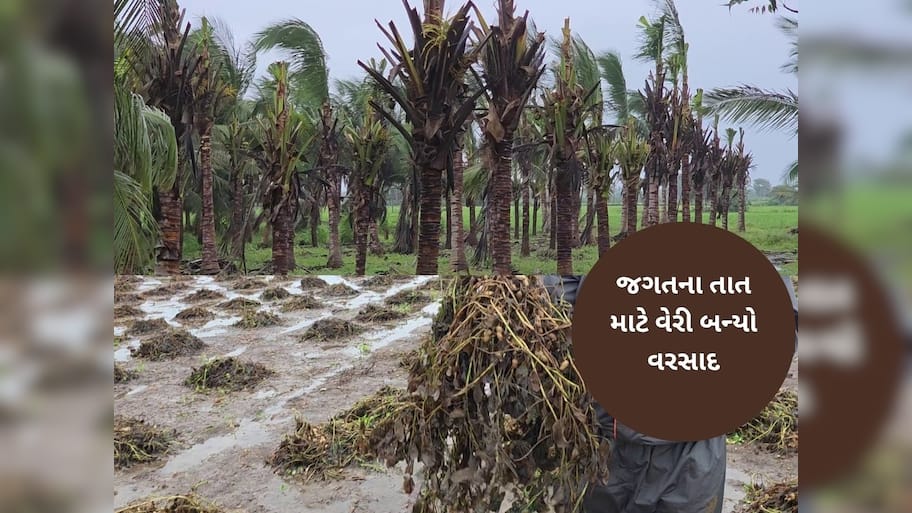   વરસાદે ખેડૂતોની આશા પર પાણી ફેરવ્યું, મગફળી, શેરડી અને નાળિયેરના પાકને નુકસાન, ફૂલોની ખેતીનો પણ કાઢ્યો કચ્યરઘાણ