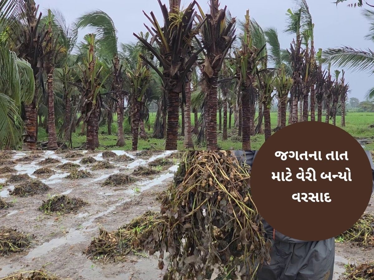 વરસાદે ખેડૂતોની આશા પર પાણી ફેરવ્યું, મગફળી, શેરડી અને નાળિયેરના પાકને નુકસાન, ફૂલોની ખેતીનો પણ કાઢ્યો કચ્યરઘાણ વરસાદે ખેડૂતોની આશા પર પાણી ફેરવ્યું, મગફળી, શેરડી અને નાળિયેરના પાકને નુકસાન, ફૂલોની ખેતીનો પણ કાઢ્યો કચ્યરઘાણ
