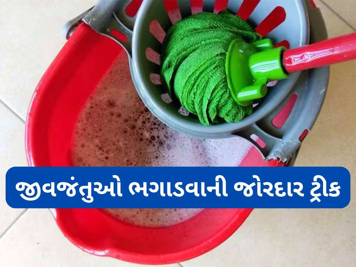 Diwali Cleaning Tips | how to get rid of ants naturally | દિવાળી સફાઈની ...