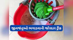 Cleaning Tips: પાણીમાં આ વસ્તુ મિક્સ ઘરમાં પોતું કરો, કરોળિયા-વંદાનો થઈ જશે સફાયો