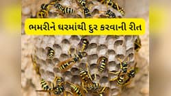 ભમરીને માર્યા વિના ભગાડો, તેના ઘર પર છાંટી દો આ વસ્તુ, એકવાર જશે પછી ફરી નહીં આવે