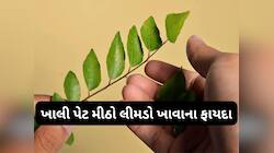 વાસી મોઢે 15 દિવસ મીઠો લીમડો ચાવીને ખાવાથી શરીર પર થતી પોઝિટિવ અસરો વિશે જાણો