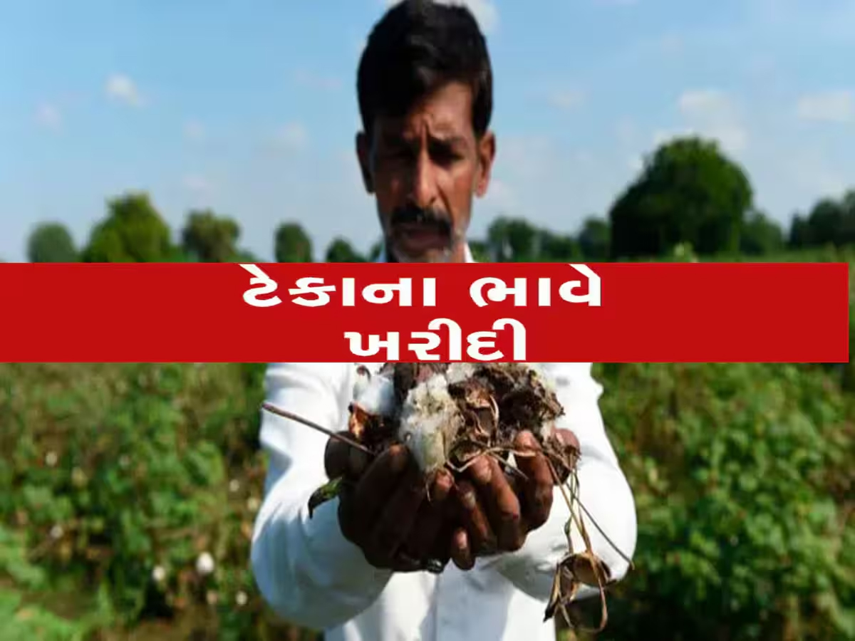 ગુજરાતના ખેડૂતનો હિતમાં કૃષિ મંત્રીએ CCIને કર્યા સુચનો, સરકારે જાહેર કર્યા કપાસના ટેકાના ભાવ
