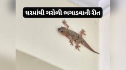 Lizard: દિવાળીની સફાઈ પછી દિવાલ પર લગાડી દેજો આ વસ્તુ, ગરોળી ઘરમાં આવતી બંધ થઈ જશે