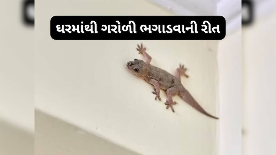 Lizard: દિવાળીની સફાઈ પછી દિવાલ પર લગાડી દેજો આ વસ્તુ, ગરોળી ઘરમાં આવતી બંધ થઈ જશે