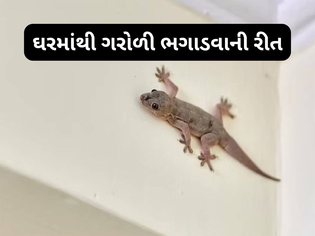 Lizard: દિવાળીની સફાઈ પછી દિવાલ પર લગાડી દેજો આ વસ્તુ, ગરોળી ઘરમાં આવતી બંધ થઈ જશે Lizard: દિવાળીની સફાઈ પછી દિવાલ પર લગાડી દેજો આ વસ્તુ, ગરોળી ઘરમાં આવતી બંધ થઈ જશે