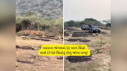 સિંહોના ટોળા નહિ, સિંહોના પરિવાર કહો! ગુજરાતની જંગલ સફારીમાં જોવા મળ્યા અદભૂત દ્રશ્ય