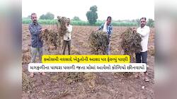 સૌરાષ્ટ્રના ખેડૂતો પર મોટું સંકટ : પાક વેચવાની તૈયારીમાં હતો, ત્યાં માવઠાએ મહેનત પર 