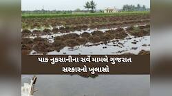 પાક નુકસાનીના સર્વે મામલે ગુજરાત સરકારનો સૌથી મોટો ખુલાસો, જાણો કૃષિમંત્રીનું નિવેદન
