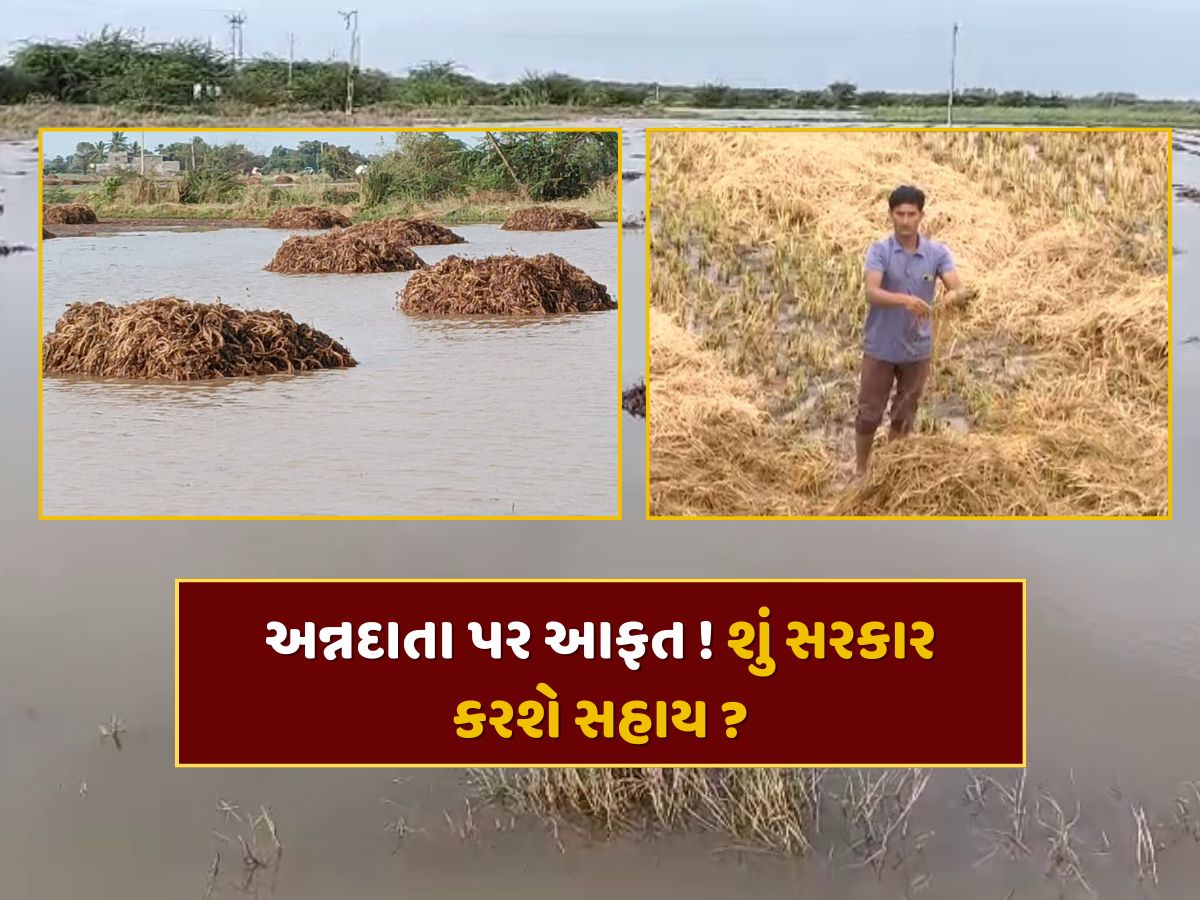 અન્નદાતા પર આફત ! માવઠાના કારણે ખેડૂતોના પાકને મોટું નુકશાન... શું સરકાર આપશે વળતર ? અન્નદાતા પર આફત ! માવઠાના કારણે ખેડૂતોના પાકને મોટું નુકશાન... શું સરકાર આપશે વળતર ?