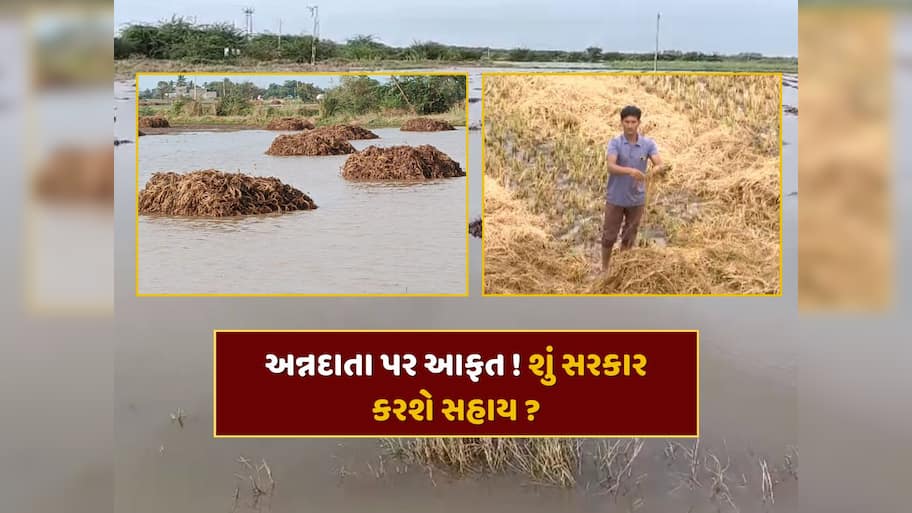 અન્નદાતા પર આફત ! માવઠાના કારણે ખેડૂતોના પાકને મોટું નુકશાન... શું સરકાર આપશે વળતર ? 