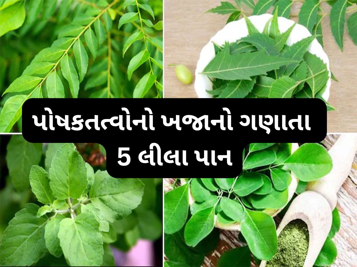 Health Tips: વિટામિન અને મિનરલ્સથી ભરપુર હોય છે આ 5 છોડના લીલા પાન, જાણો કઈ બીમારીમાં કયું પાન ખાવું ? Health Tips: વિટામિન અને મિનરલ્સથી ભરપુર હોય છે આ 5 છોડના લીલા પાન, જાણો કઈ બીમારીમાં કયું પાન ખાવું ?
