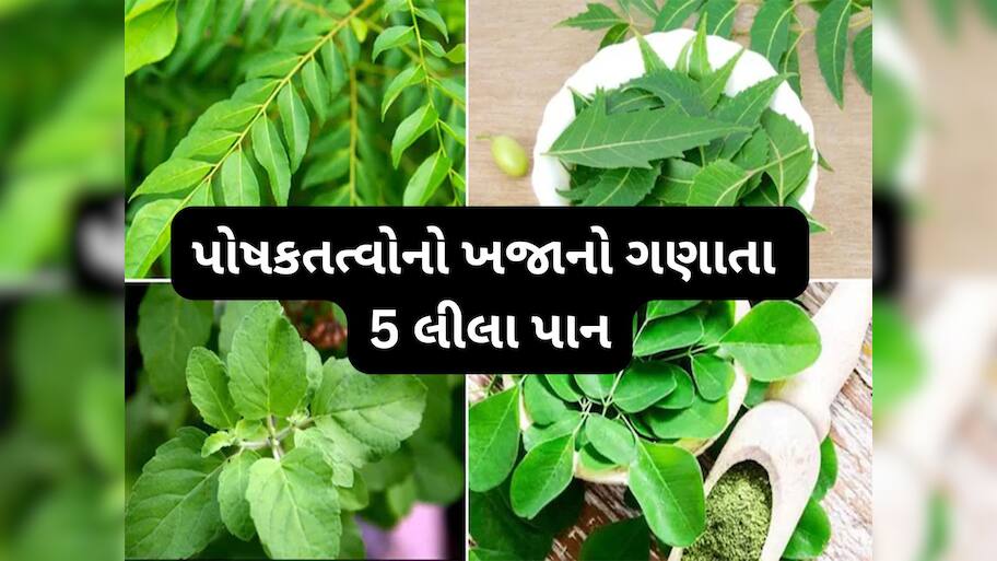 Health Tips: વિટામિન અને મિનરલ્સથી ભરપુર હોય છે આ 5 છોડના લીલા પાન, જાણો કઈ બીમારીમાં કયું પાન ખાવું ?