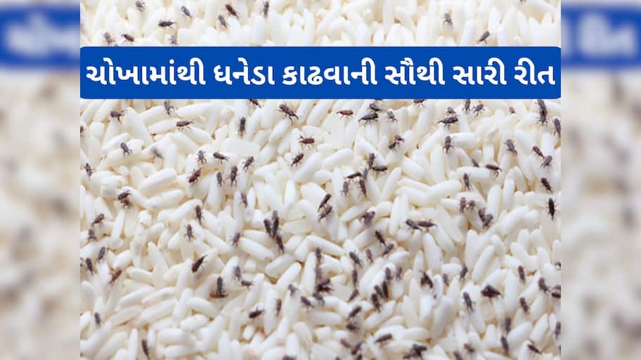Rice Weevil: ચોખામાં ખાડો કરી વચ્ચે મુકી દો આ 2 વસ્તુ, 15 મિનિટમાં ધનેડાનો સફાયો થઈ જશે, વીણવાની મહેનત પણ નહીં કરવી પડે